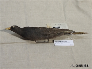 バン仮はく製