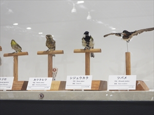 博物館のシジュウカラ