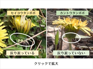 タンポポの違い