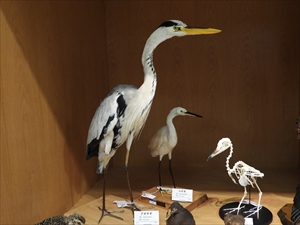 アオサギとコサギ