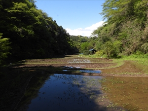 水田