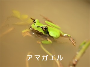 アマガエル