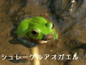 シュレーゲルアオガエル