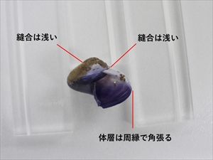 アサガオガイ