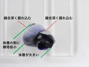 アサガオガイ