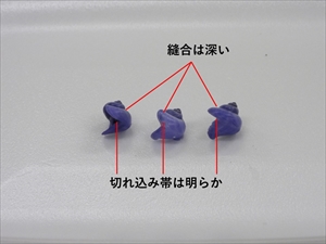 アサガオガイ