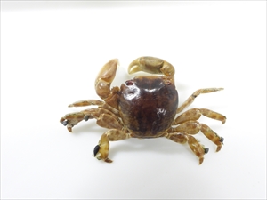 オキナガレガニ