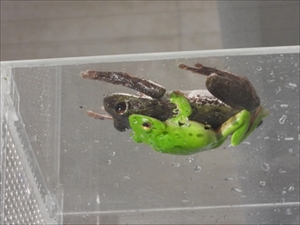 モリアオガエル
