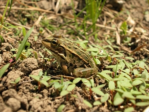 トウキョウダルマガエル