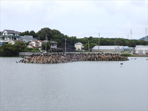 コサギの営巣地