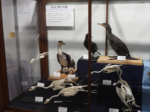 博物館の海鳥
