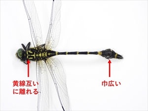 オナガサナエ