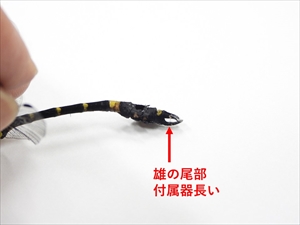 オナガサナエ