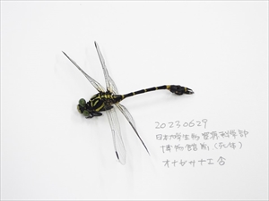 オナガサナエ