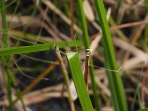 サンカクイの茎の断面
