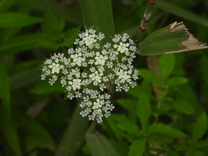 セリの花