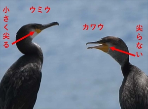 ウミウとカワウの顔