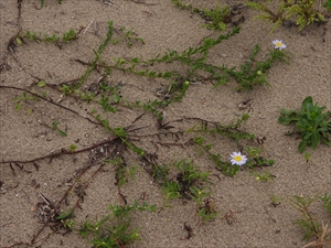 砂丘の植物
