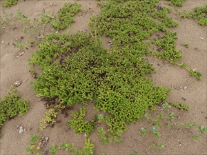 砂丘の植物