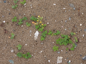 砂丘の植物
