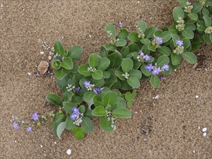 砂丘の植物