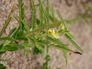 砂丘の植物