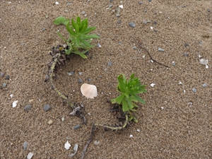 砂丘の植物