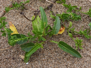 砂丘の植物