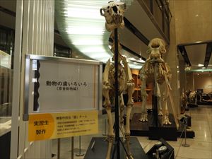 歯チーム1