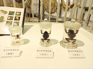 カエルチーム2