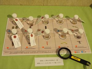 カエルチーム4