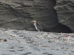 ウミウ若鳥