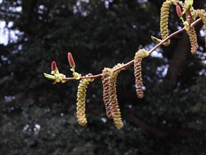 雄花穂(大)と雌花穂(小)