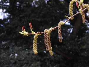 雄花穂（大）と雌花穂（小）