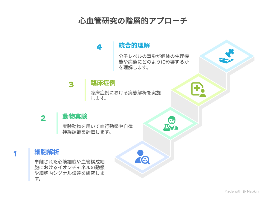 循環器研究のアプローチ