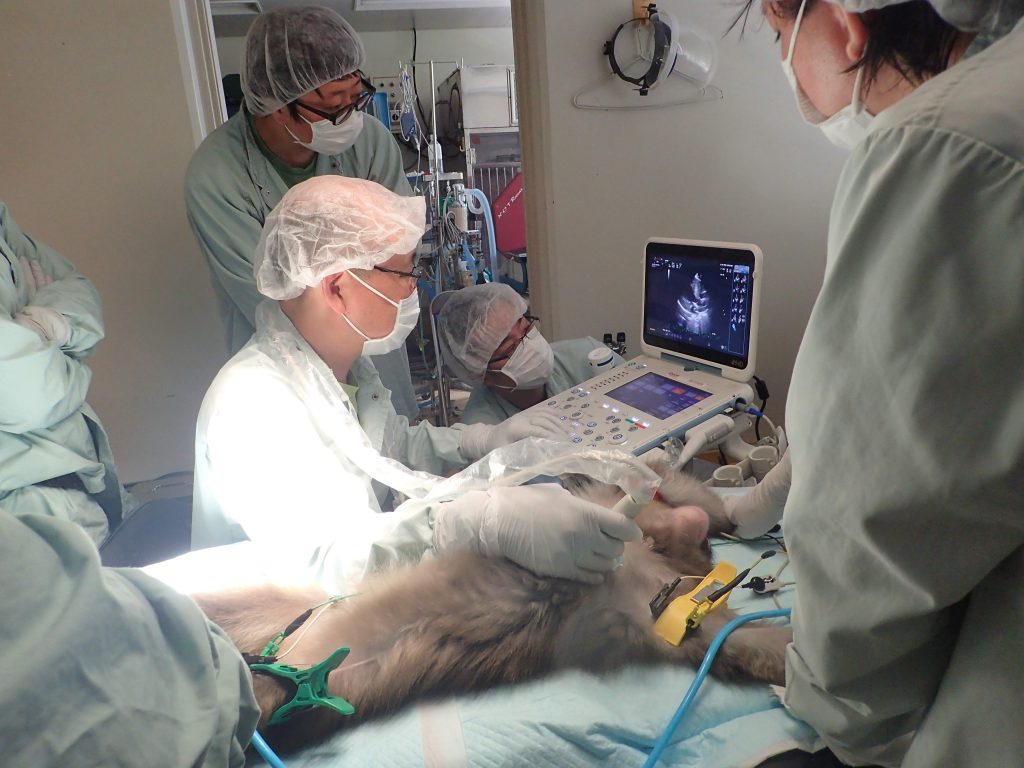 霊長類の循環器検査