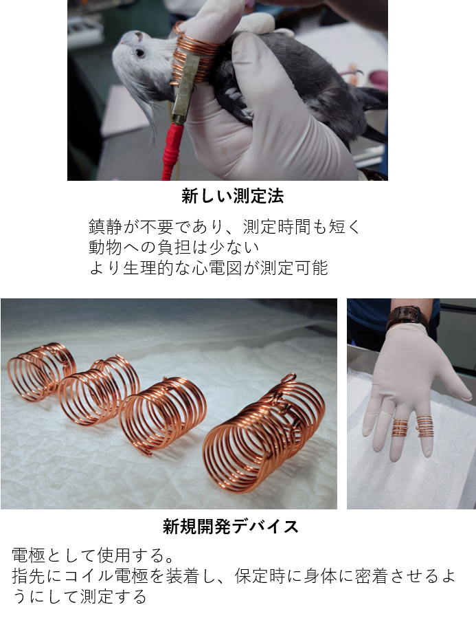 インコ類の心電図測定