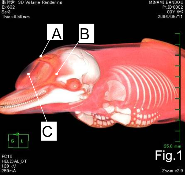 イルカのCT検査