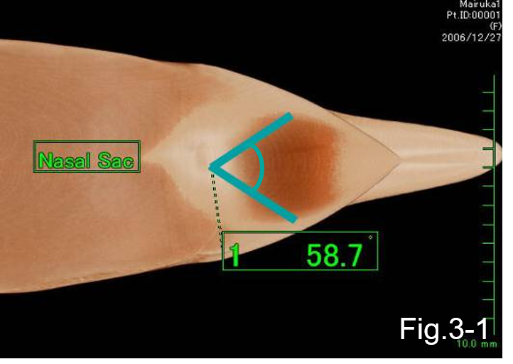 イルカのCT検査