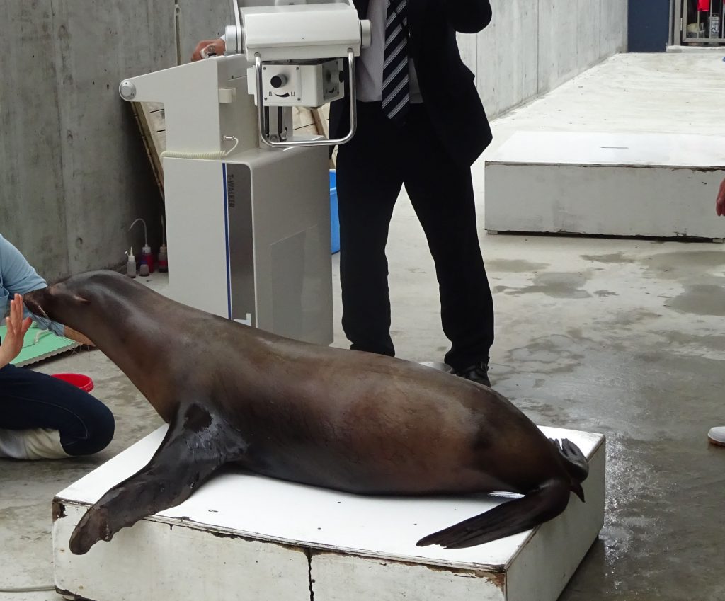アシカのレントゲン検査