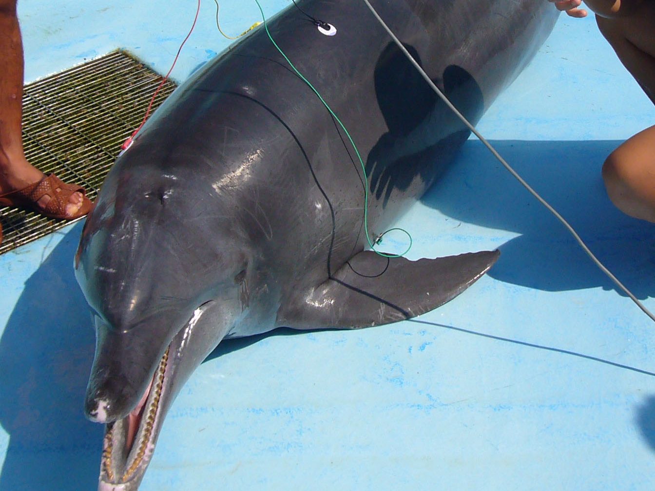 イルカの心電図測定