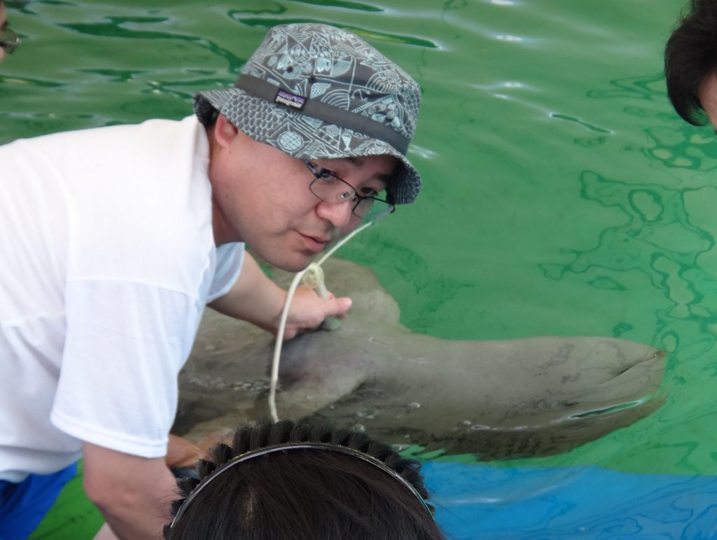 イルカの超音波検査