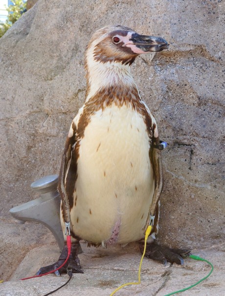 ペンギンの心電図測定