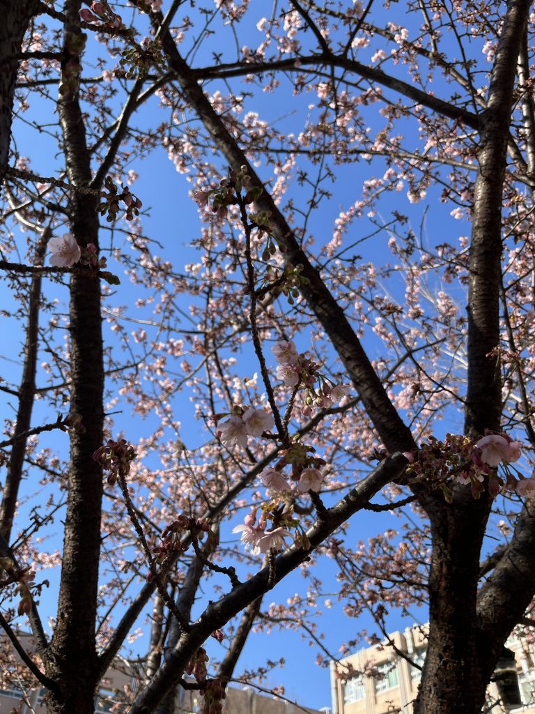 早咲きの桜