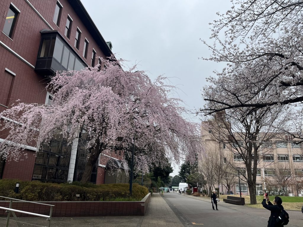 日大湘南校舎の桜