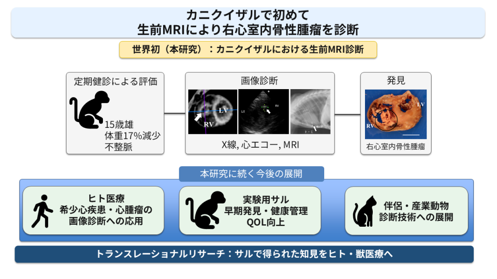 カニクイザルではじめて生前MRIにより右心室内骨性腫瘍を診断