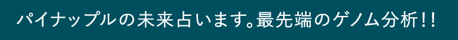 パイナップルの未来占います。最先端のゲノム分析！！