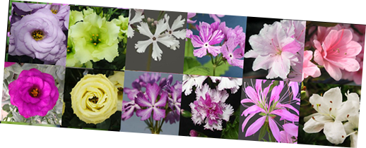 花の科学研究室