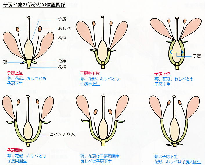 子房下位とは – 子房 断面図 – AFERRW