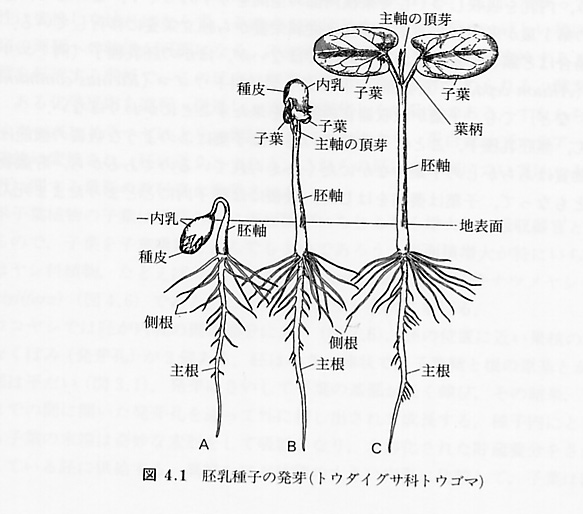 種子の発芽